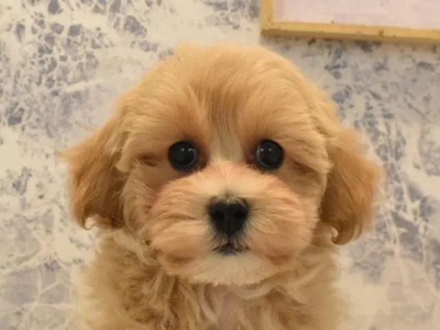 東京都のハーフ犬・ミックス犬 (ペッツワン八王子長房店/2025年1月2日生まれ/男の子/アプリコット)の子犬